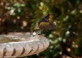 New-Holland-Honeyeater-flying-out-of-bird-bath